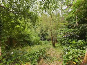 Wooded garden- click for photo gallery